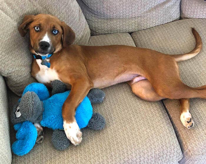 Duraplush Moose Dog Toy