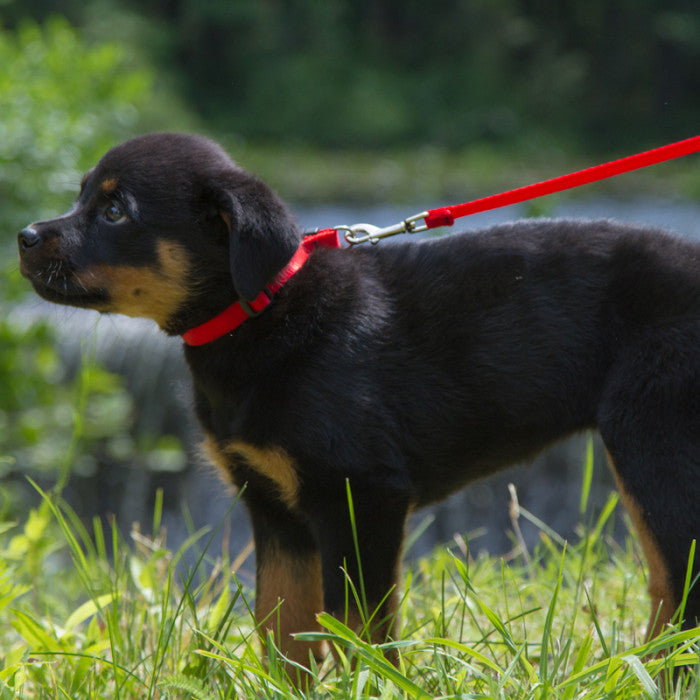 Basics Leash Collection by Lupine