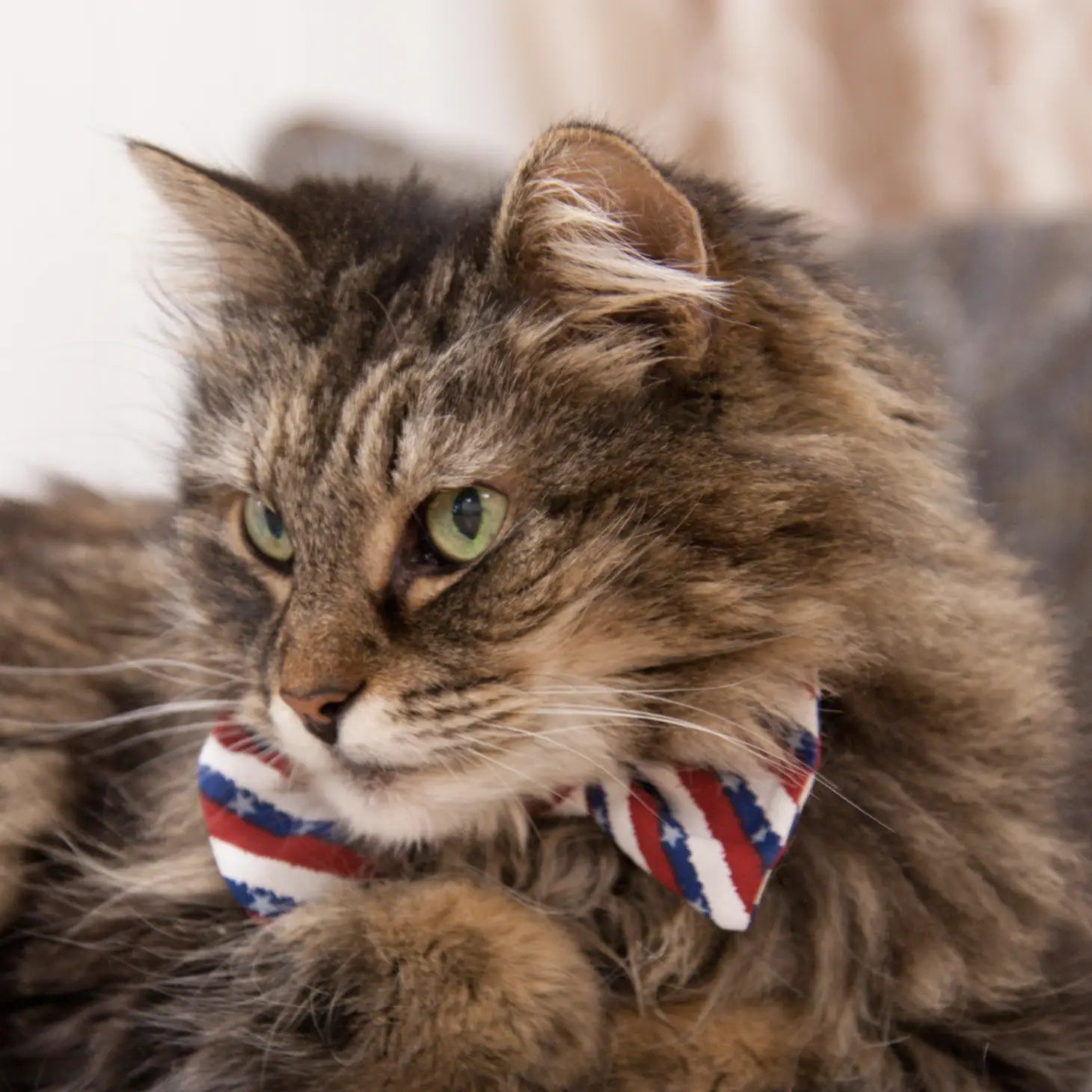 Fancy Feline Finery Bow Ties for Cats