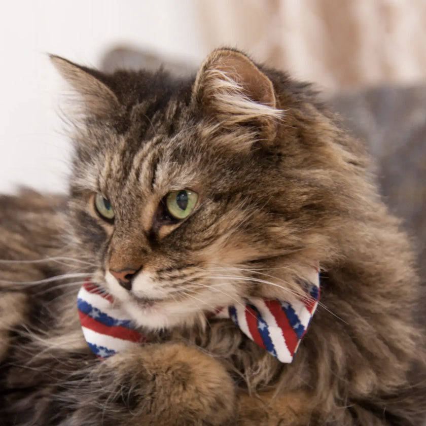 Fancy Feline Finery Bow Ties for Cats