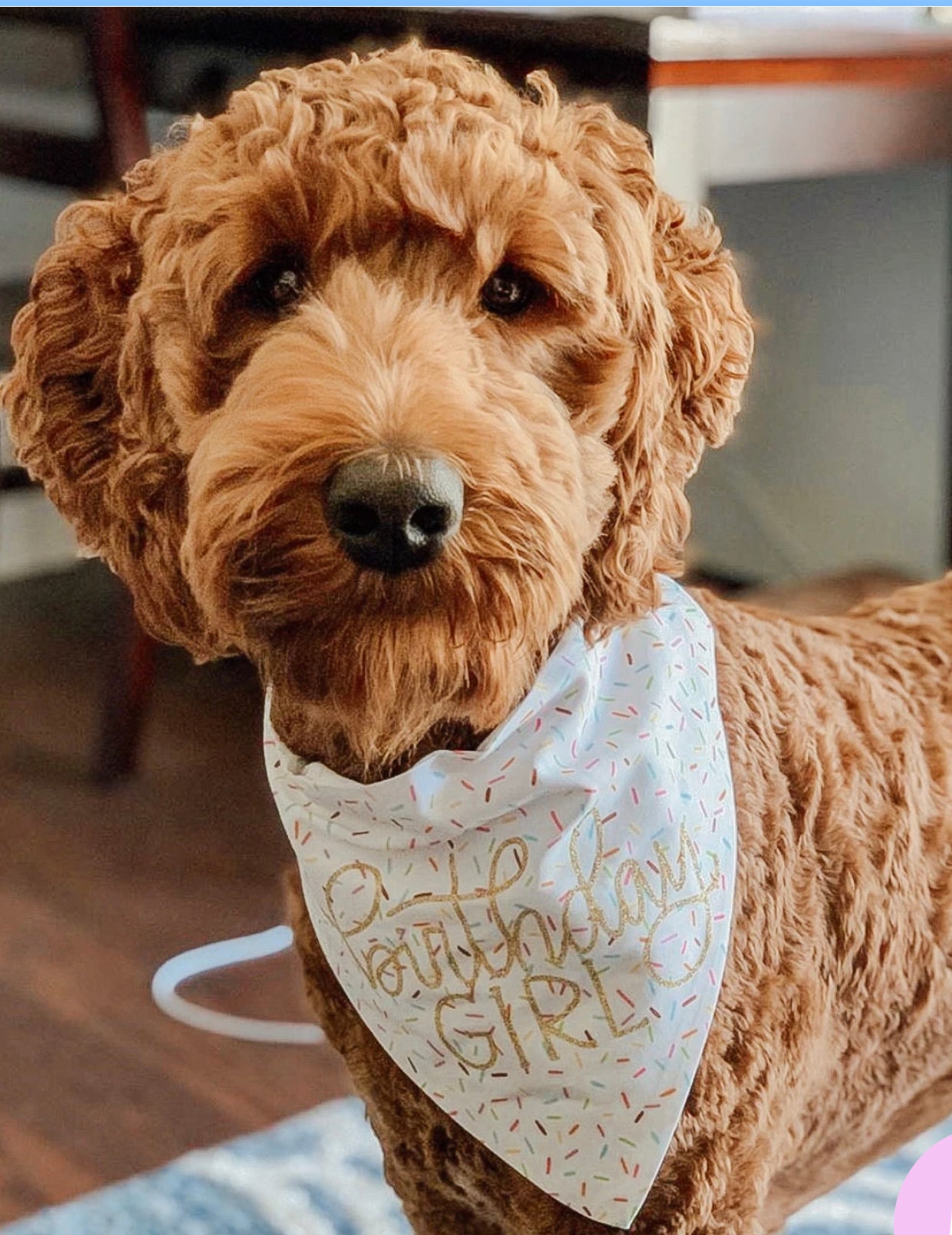 Birthday Bandanas