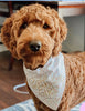 Birthday Bandanas