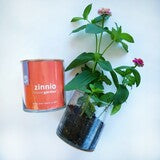 Zinnia Flower Garden