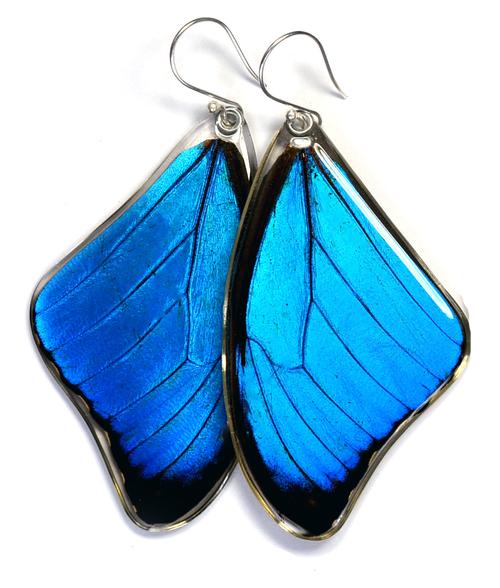 Wingstitution Butterfly Jewelry