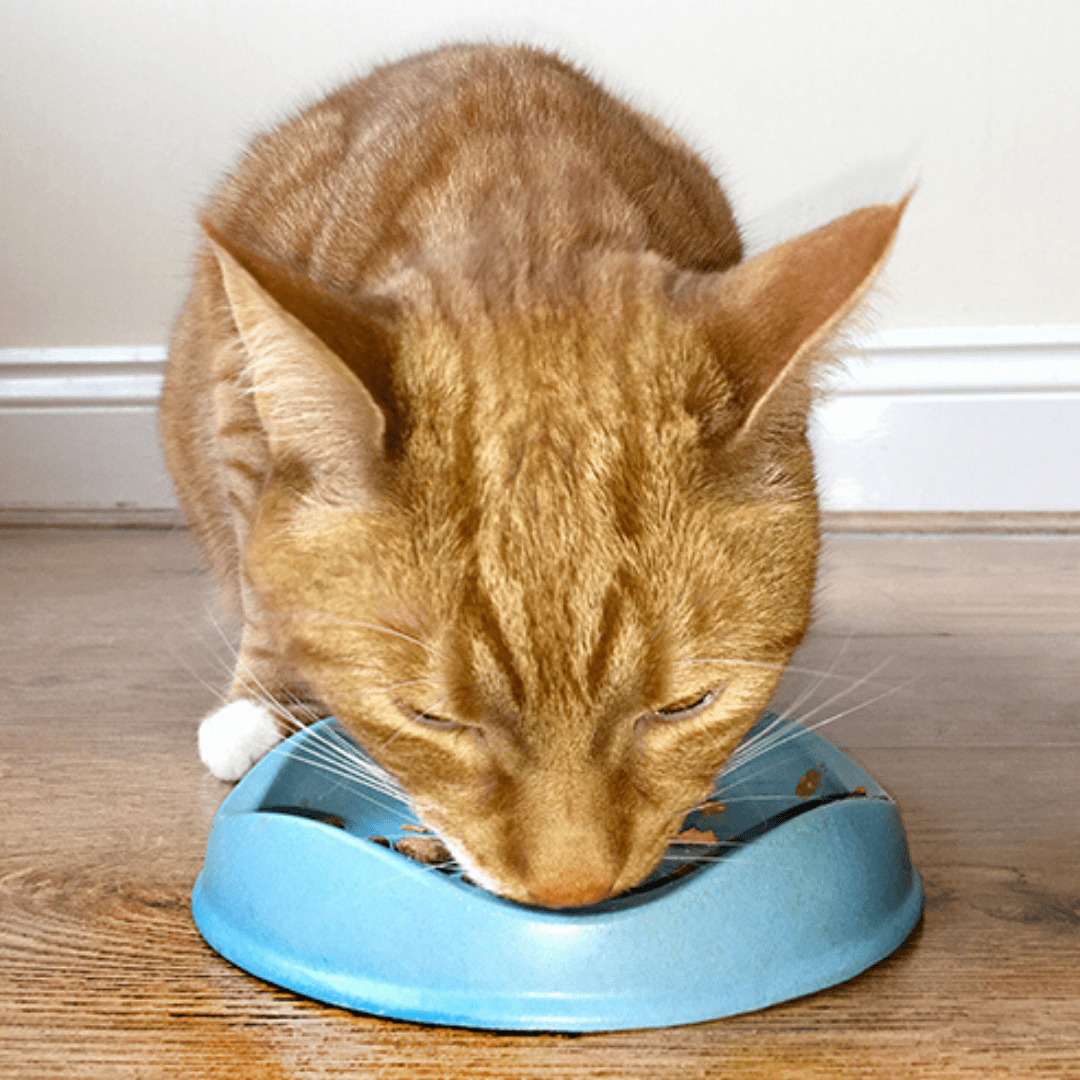 Beco Eco Friendly Bamboo Pet Bowls