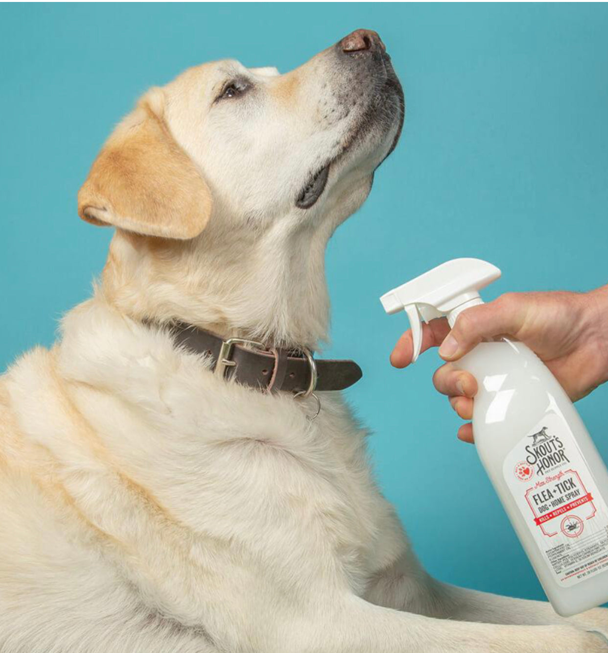 Flea and Tick Home Spray