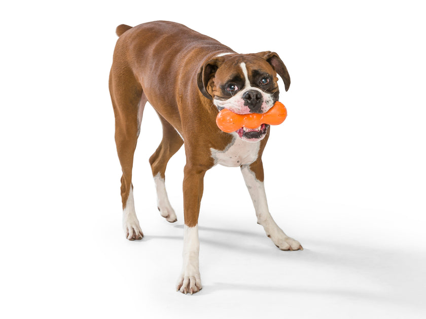 Rumpus Chew Toy, by West Paw