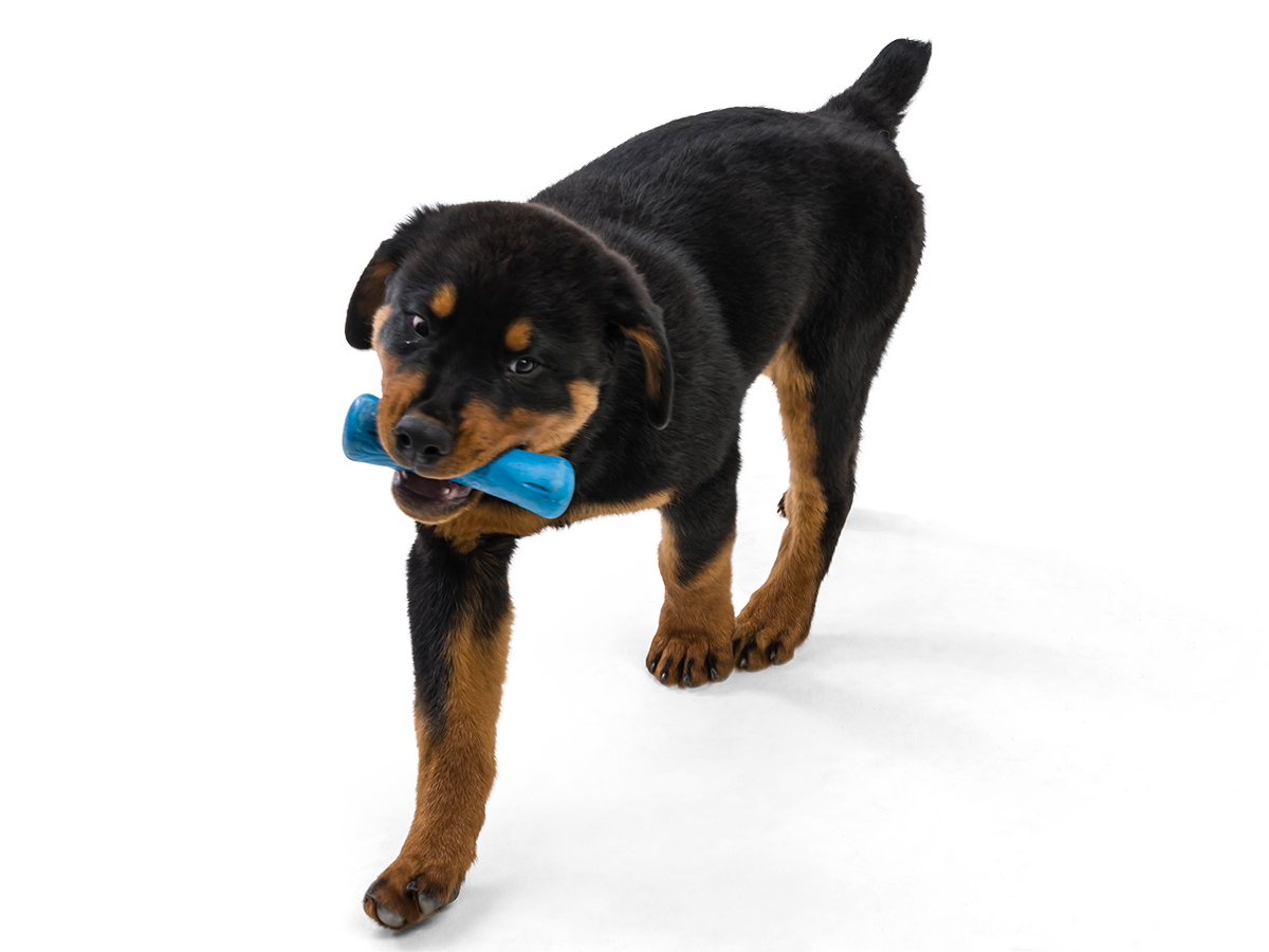 West Paw Seaflex Toys