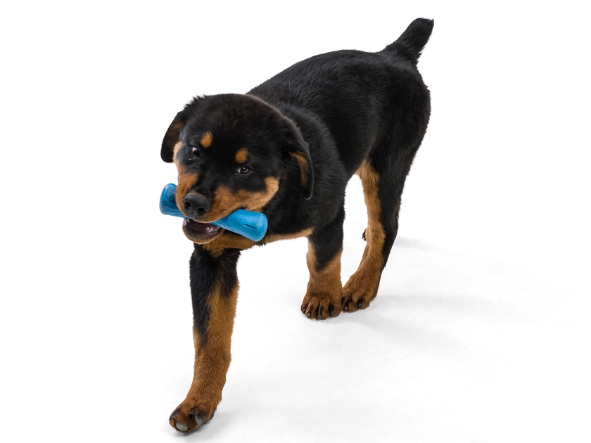 West Paw Seaflex Toys