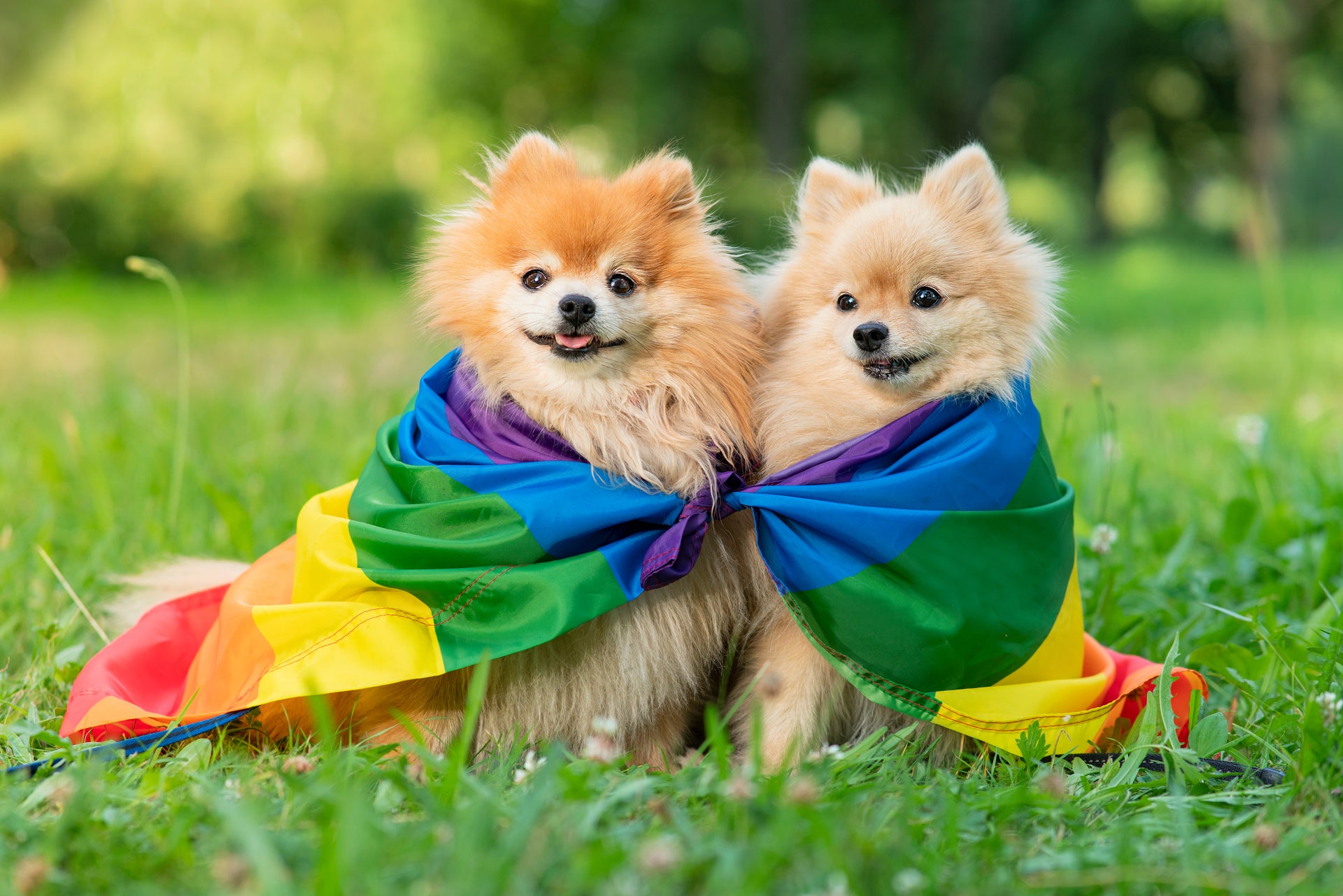 LGBTQ+ & Trans Safe Space