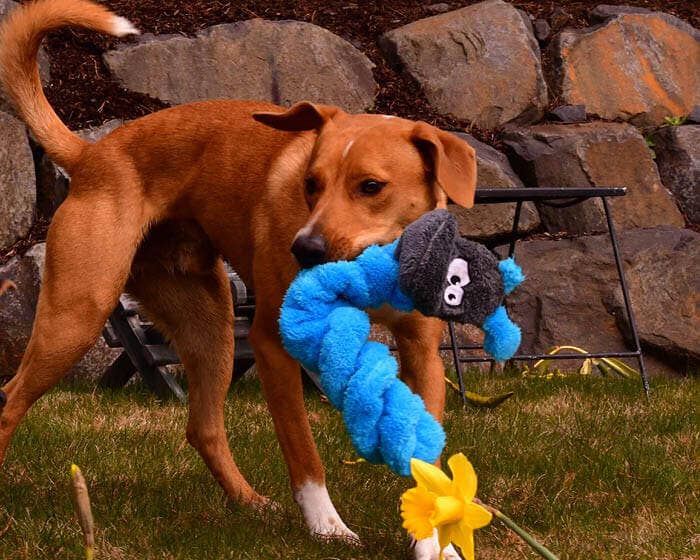 Duraplush Coil Caterpillar Dog Toy