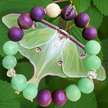 Luna Moth