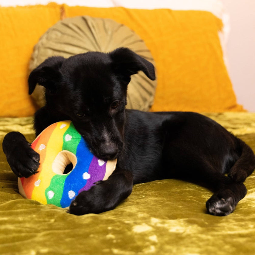 Pride Donut Dog Toy
