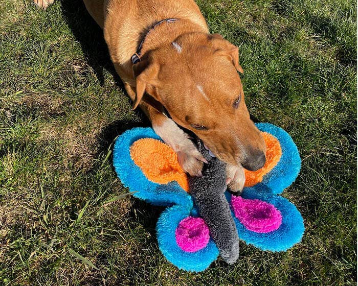 Duraplush Butterfly (Assorted Colors)