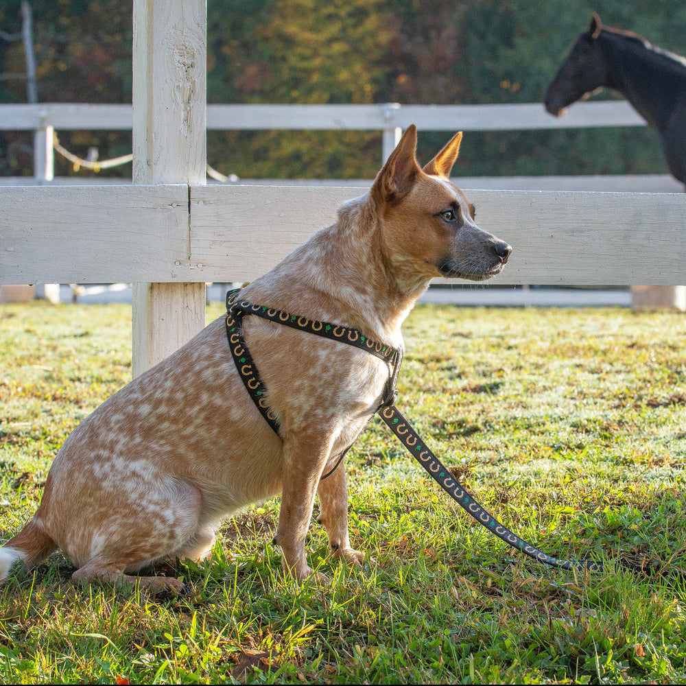 Up Country Harnesses