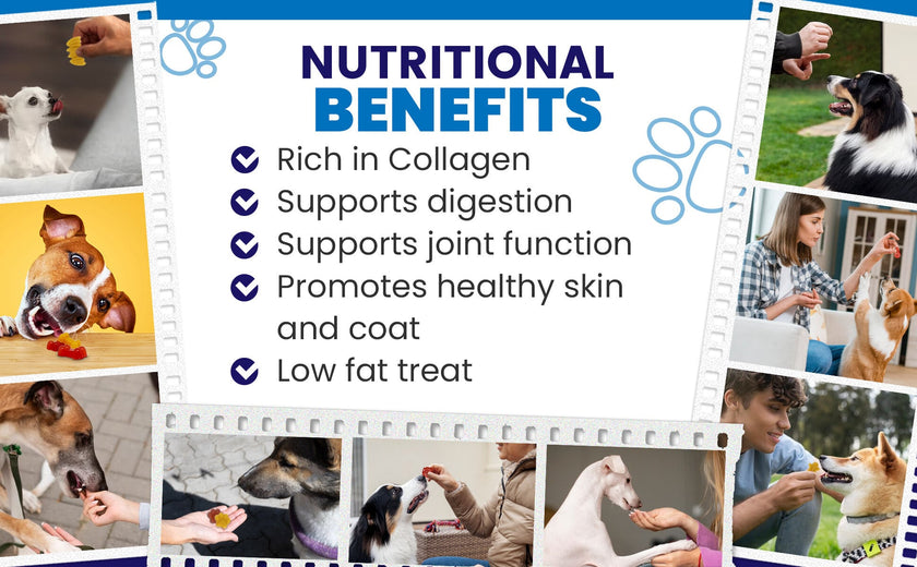 Dogtastic Jelly Shots & Molds