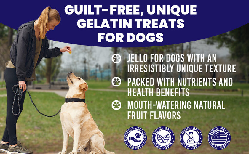 Dogtastic Jelly Shots & Molds