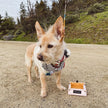 Portable Collapsable Pet Bowls