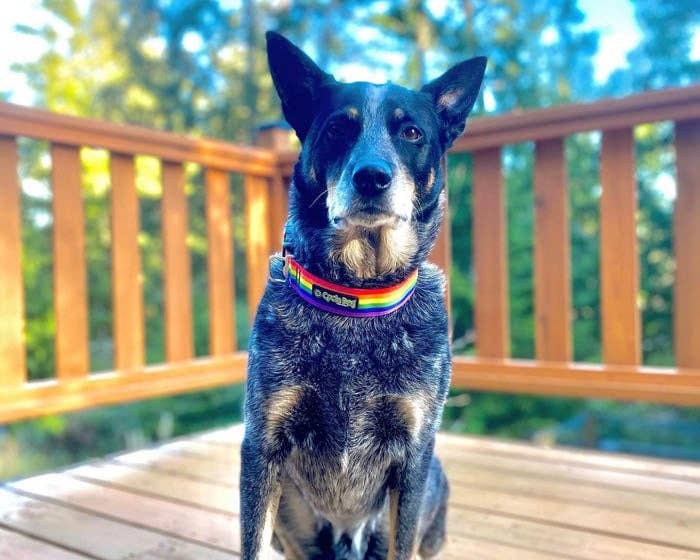 Rainbow Pride Dog Collar
