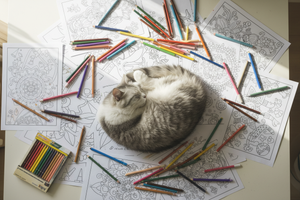 aerial view of a short haired grey and white cat sleeping on coloring pages at a coloring station