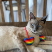 Rainbow Heart Strings Cat Toy