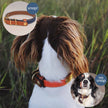 Upland & Downstream Countryside Collar