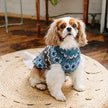 Small Chilly Dog Sweaters