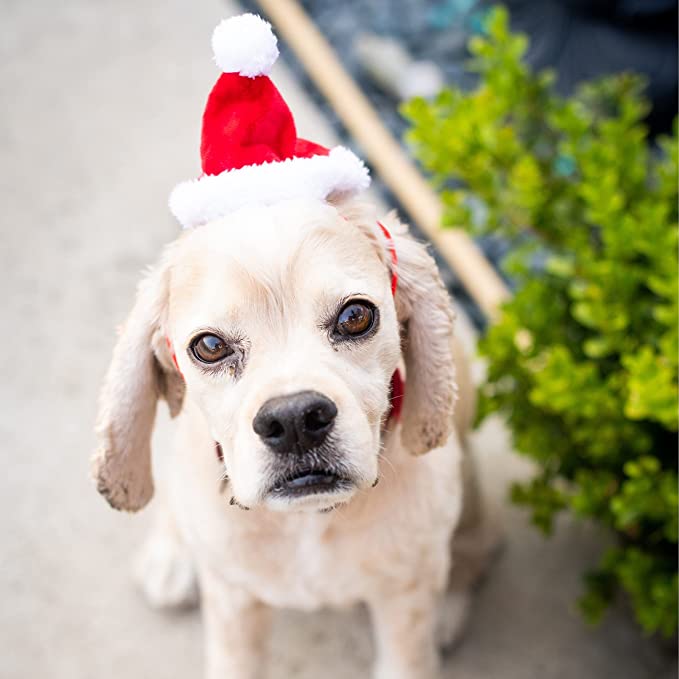 Pet Santa Hats by Huxley & Kent