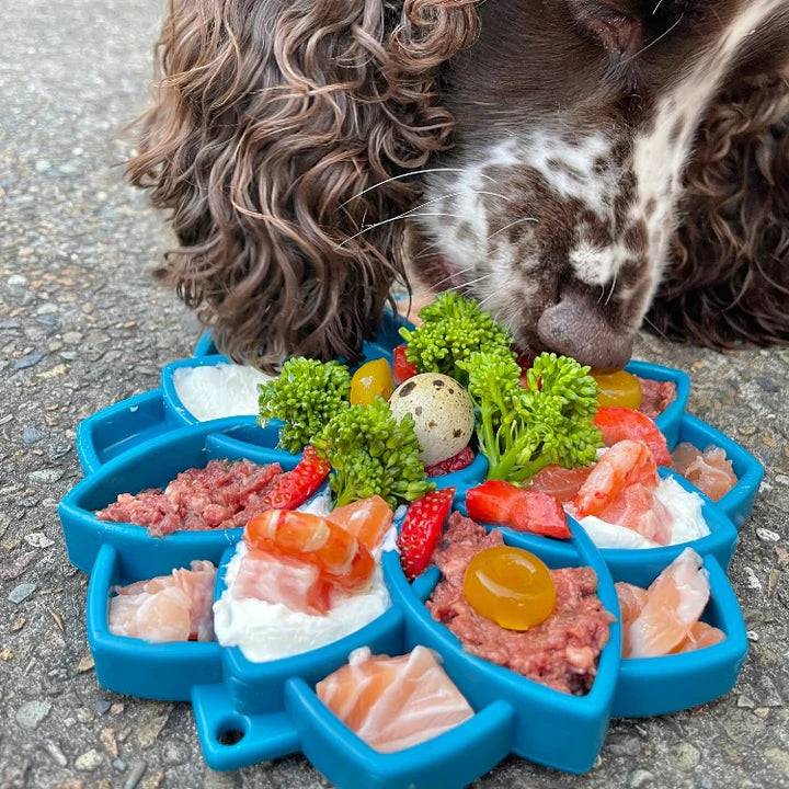 Enrichment Trays and Bowls by SodaPup