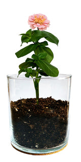 Zinnia Flower Garden