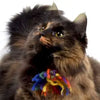 Collar Accessories by Dharma Dog Karma Cat