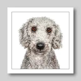 Gruff Pawtraits Greeting Cards