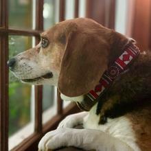 Rafiki Beaded Leather Collars