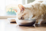 Stainless Steel Cat Food & Water Bowls